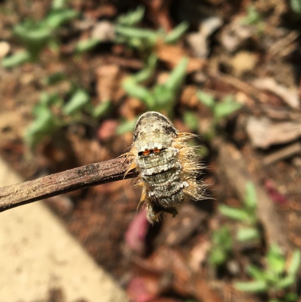 Bruco di  Lasiocampidae (Gastropacha quercifolia o Phyllodesma tremulifolia)